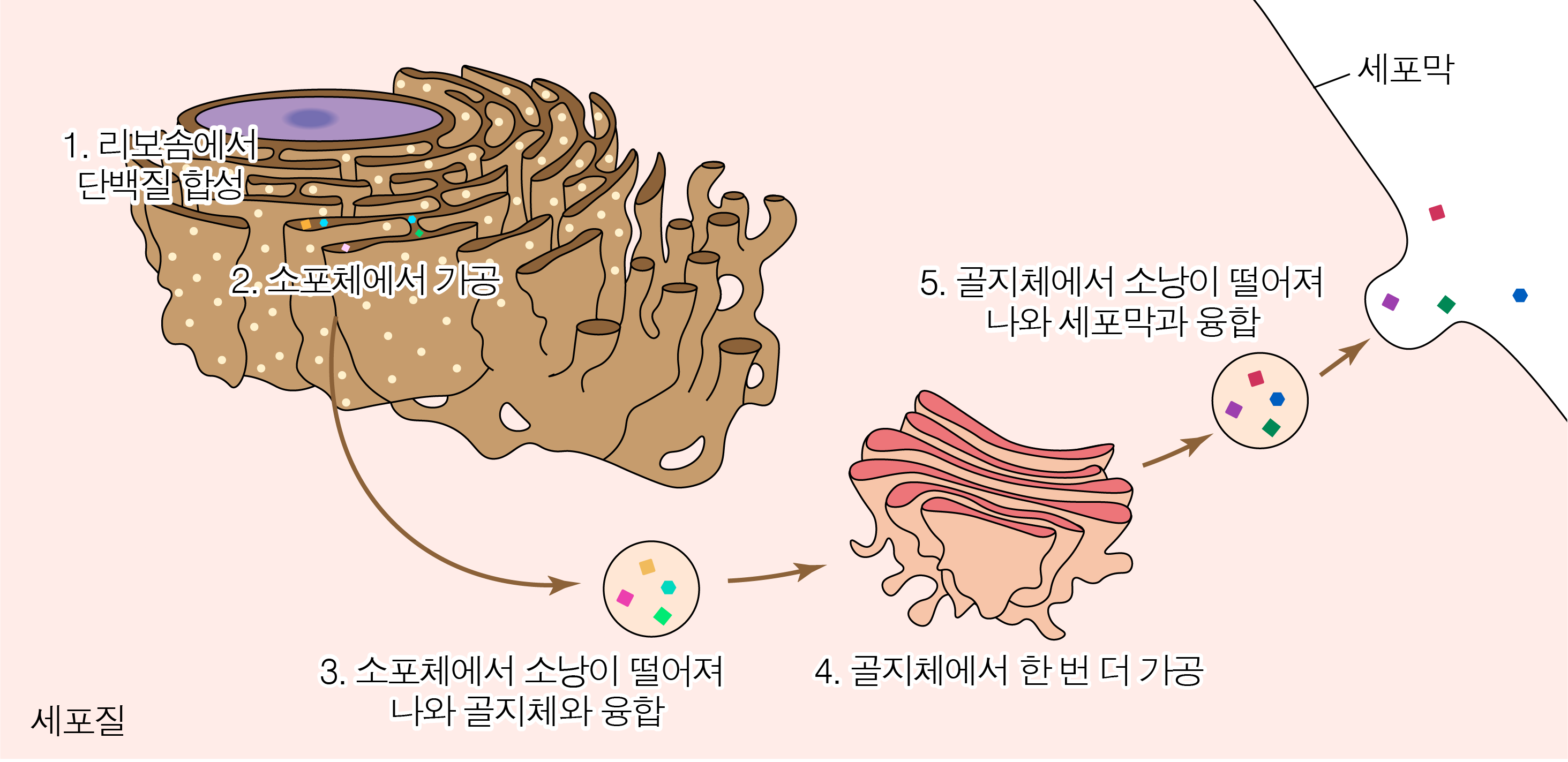 세포의 구조 | 모두의 과학