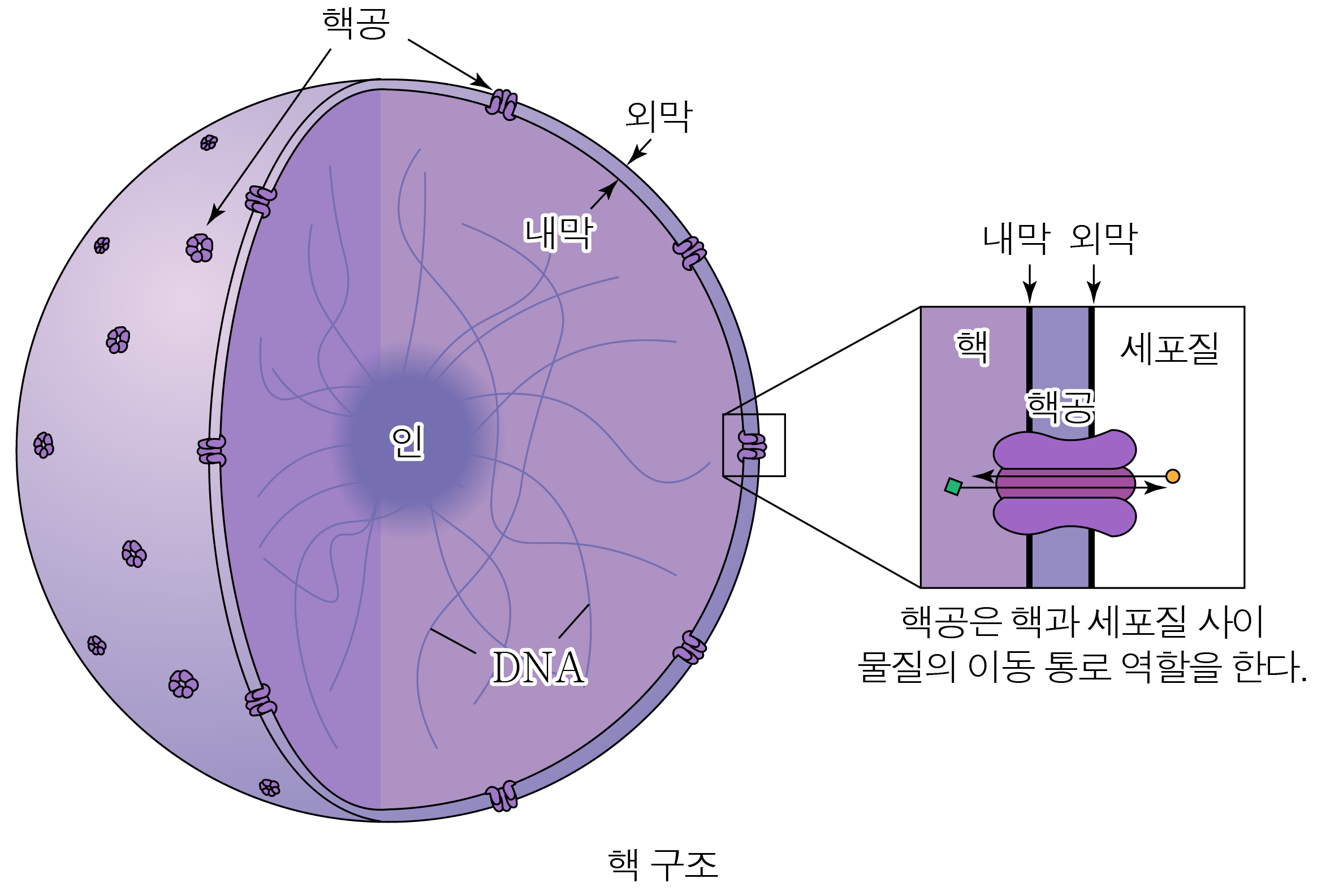 세포의 종류 | 모두의 과학