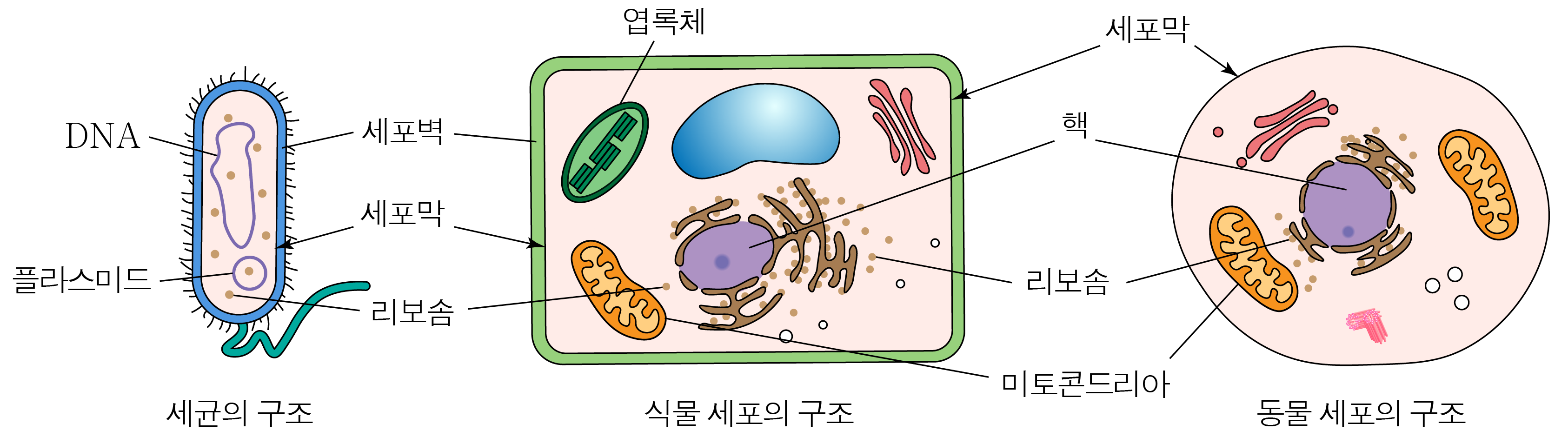 세포의 종류 | 모두의 과학