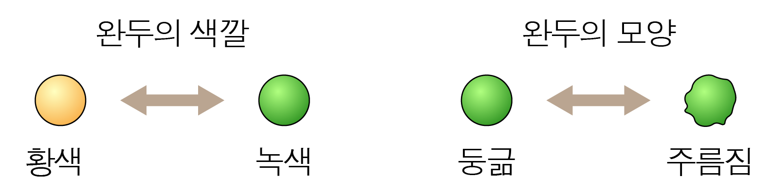 완두의 색깔과 모양에 따른 대립 형질을 나타낸 그림