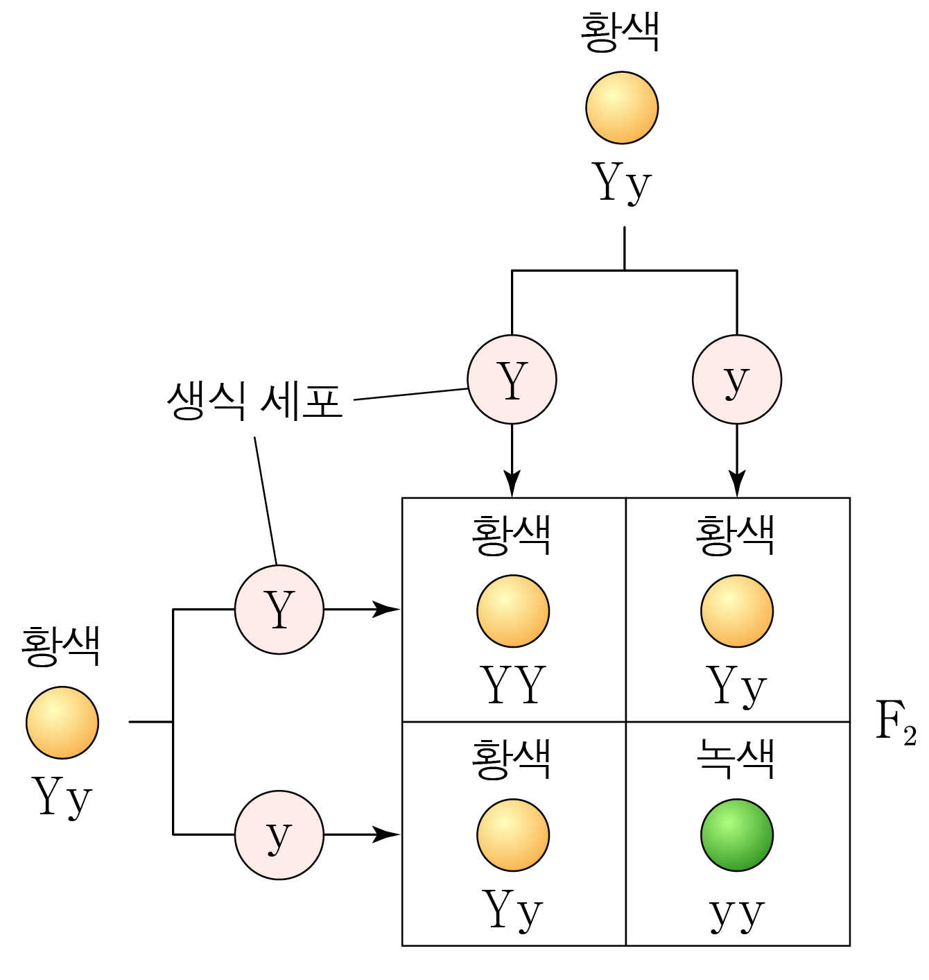 황색 완두 Yy 자가 교배의 F₂ 퍼넷 사각형