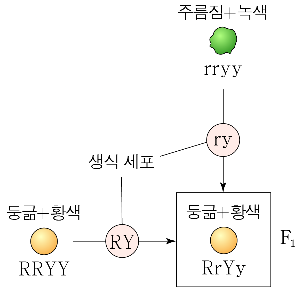 완두콩 씨 모양과 색의 유전 교배 모식도