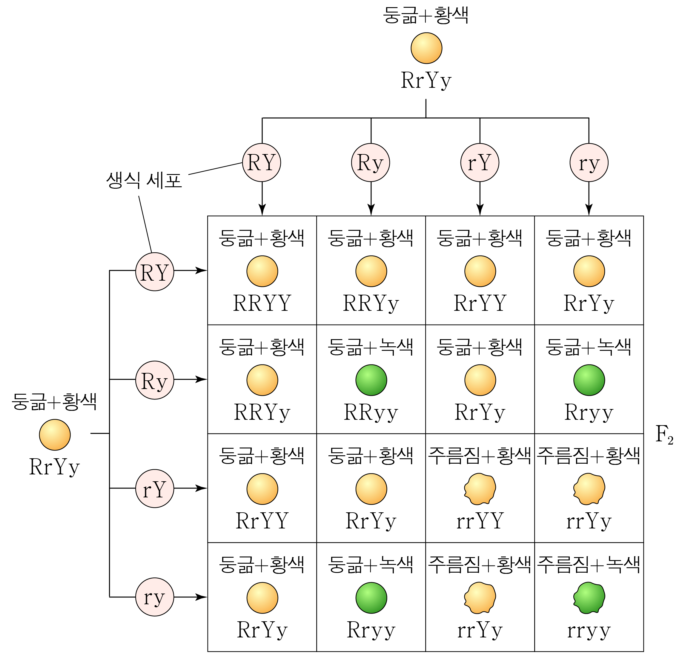 완두의 이중 잡종 교배를 나타낸 4×4 유전 격자