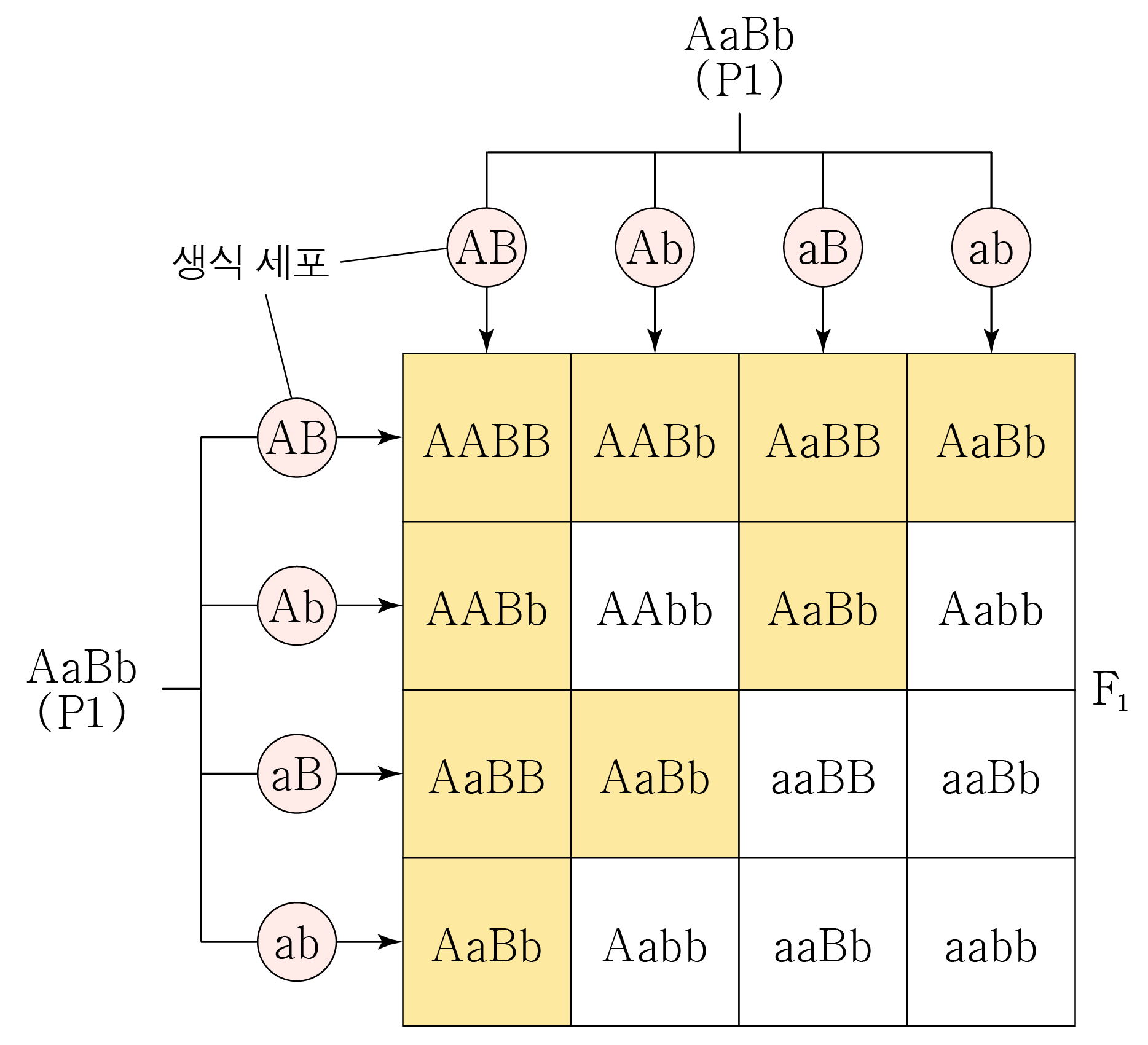 AaBb 자가 교배의 생식세포와 F1 유전자형을 나타낸 4×4 유전자 조합표