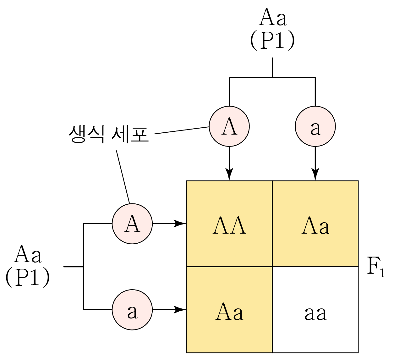 Aa(P1) 생식 세포의 조합을 나타낸 유전 교배 도표