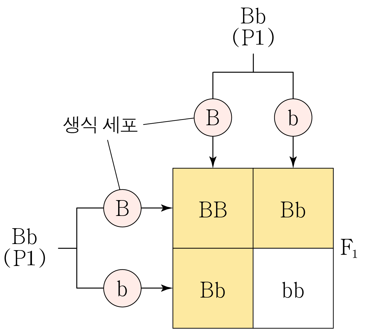 Bb 개체의 생식세포와 자가 교배 결과를 나타낸 유전 교배표
