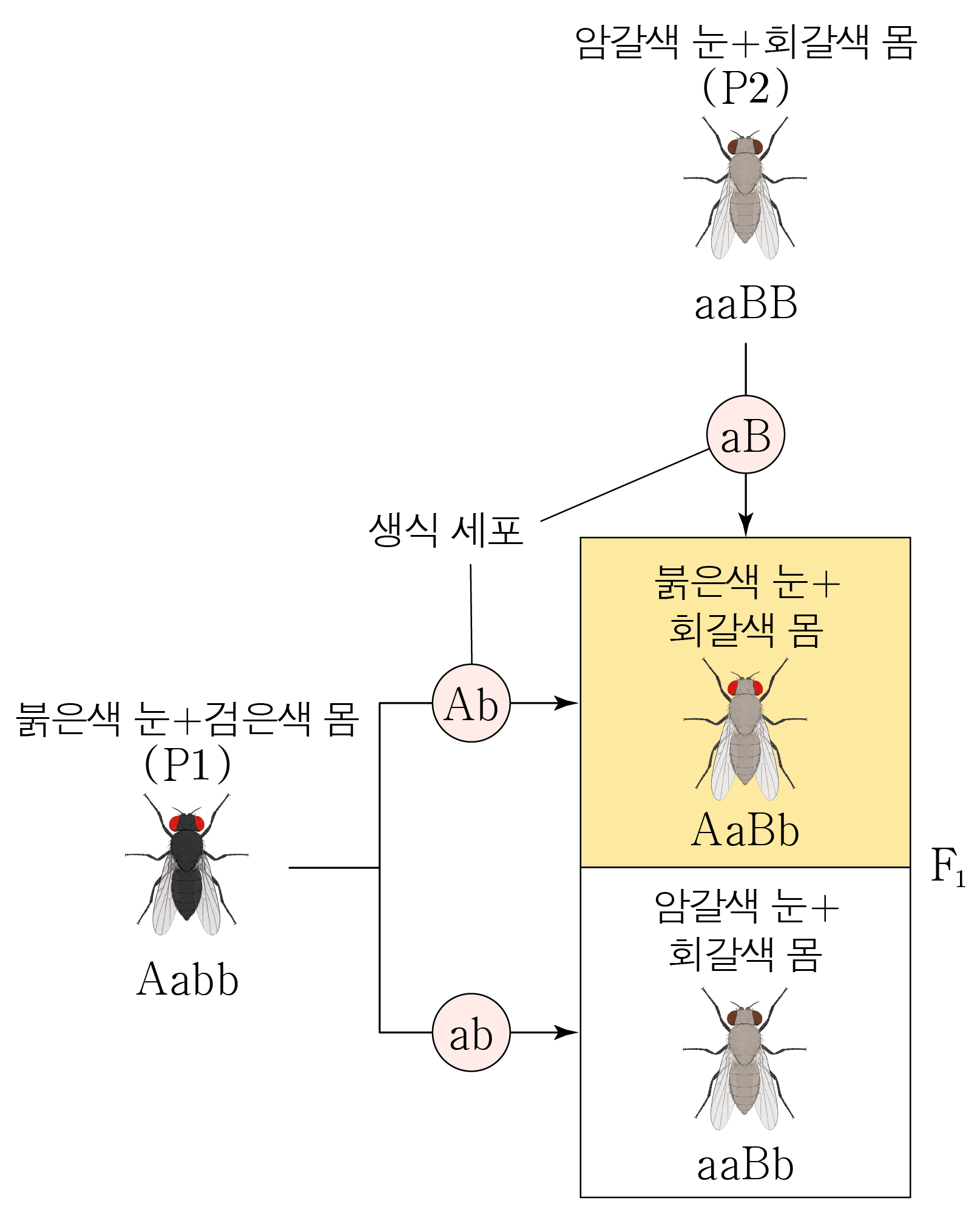 두 유전자에 대한 초파리 교배와 F1 자손의 유전자형·표현형 도식