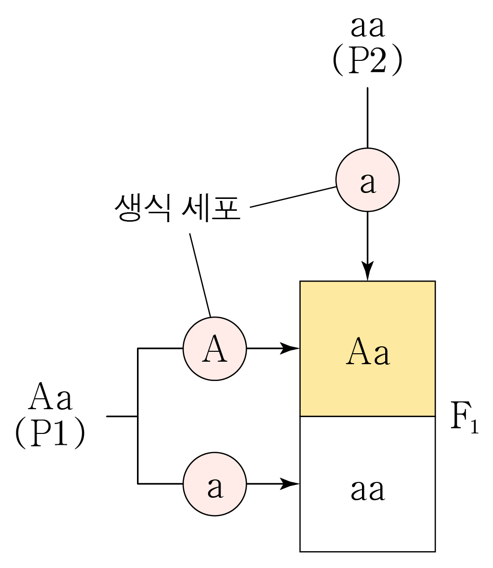 Aa와 aa 부모의 생식 세포 형성 및 F₁ 자손 유전자형 도식