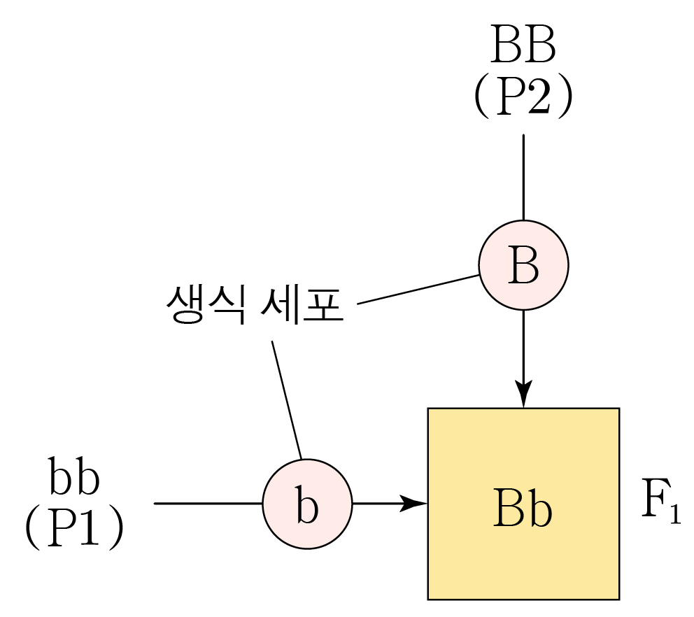 멘델 유전 교배 모식도: bb와 BB 생식 세포에서 F1 Bb 생성