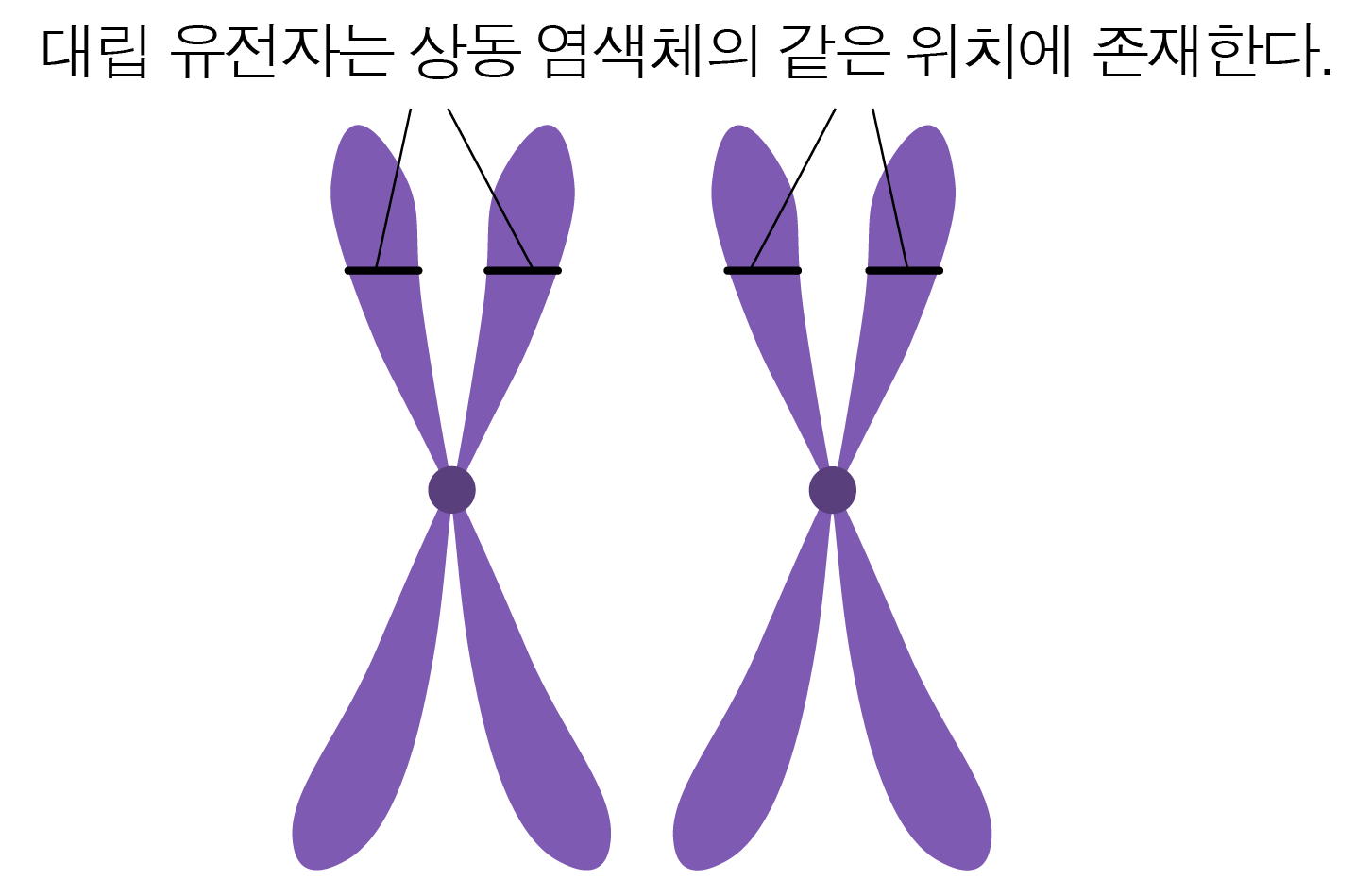 대립 유전자가 같은 위치에 존재하는 한 쌍의 상동 염색체 그림