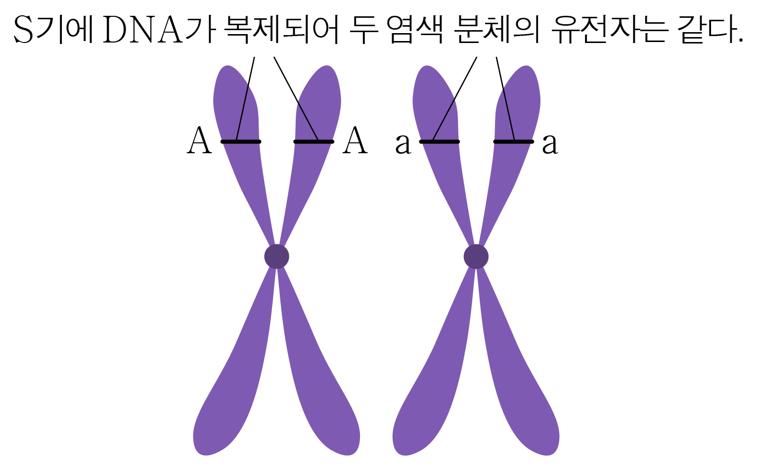 DNA 복제 후 두 염색 분체의 유전자 비교를 나타낸 그림