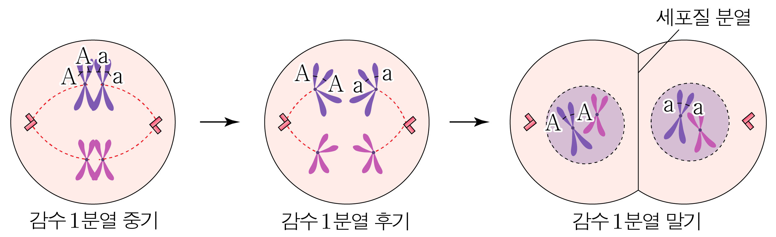 감수 1분열 중기·후기·말기의 염색체와 세포질 분열 과정