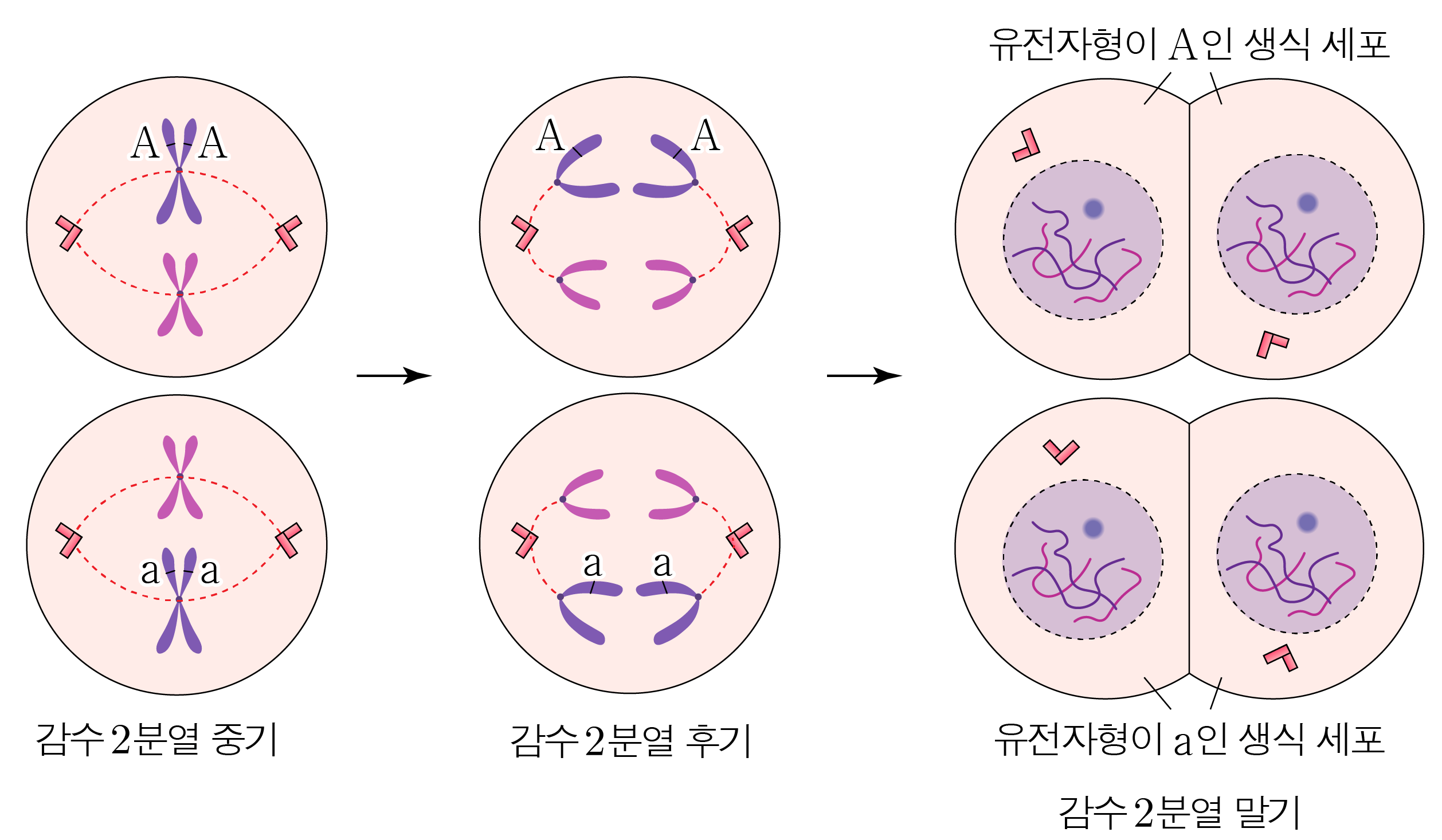 감수 2분열 중기·후기와 유전자형이 A·a인 생식 세포 형성 과정