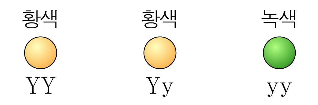 노란색과 녹색 완두의 색과 유전자형 YY, Yy, yy 비교