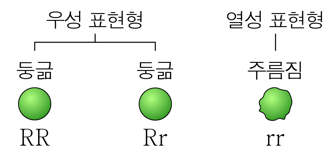 완두콩 씨 모양의 우성·열성 표현형과 유전자형 비교 도식