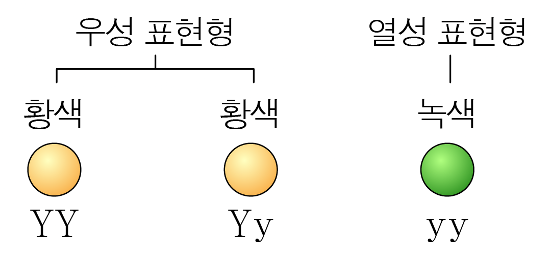 완두콩의 노란색 우성 표현형과 초록색 열성 표현형의 유전자형 도식
