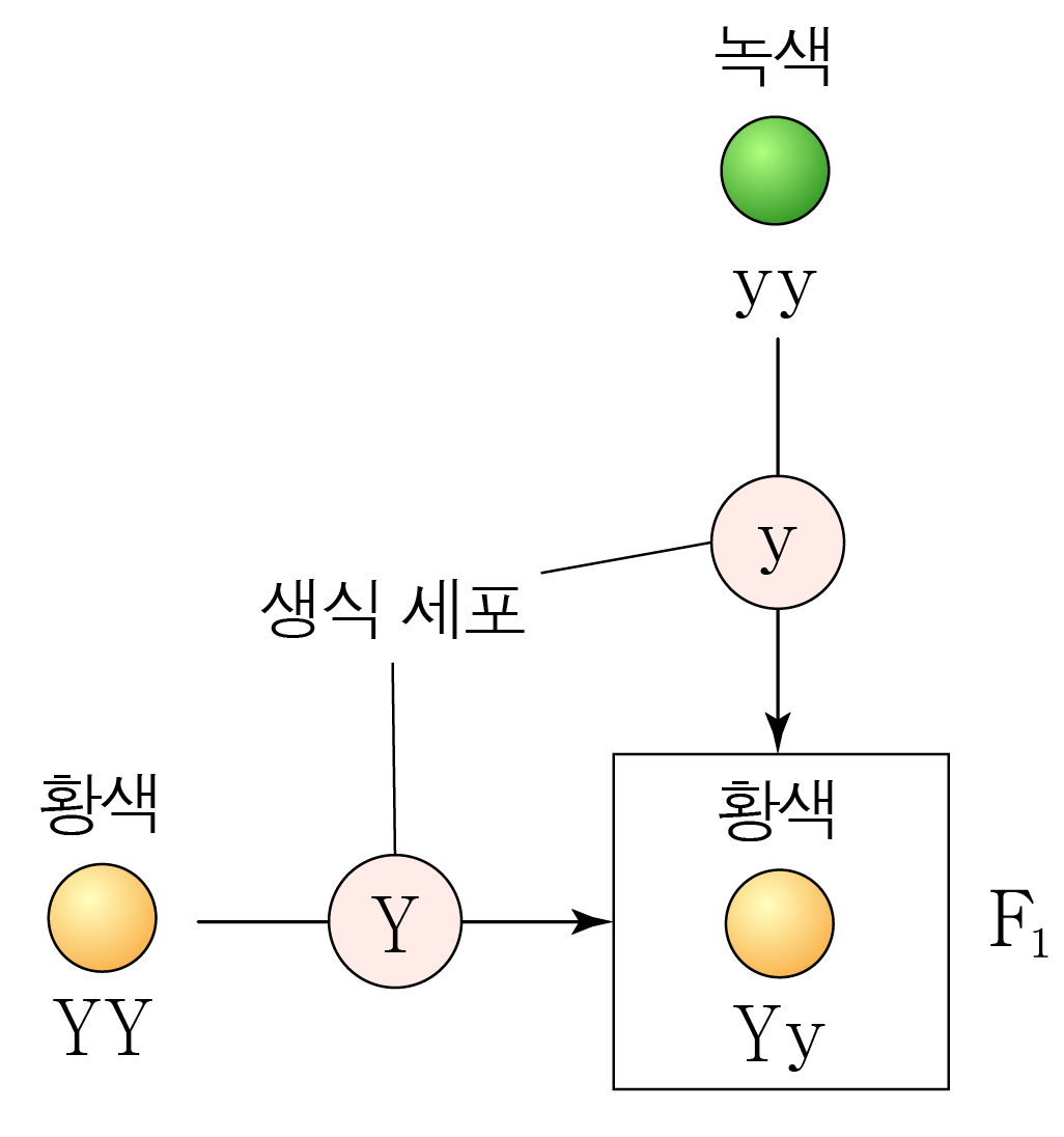 황색과 녹색 완두의 대립유전자 조합과 F1 세대를 나타낸 유전 도식