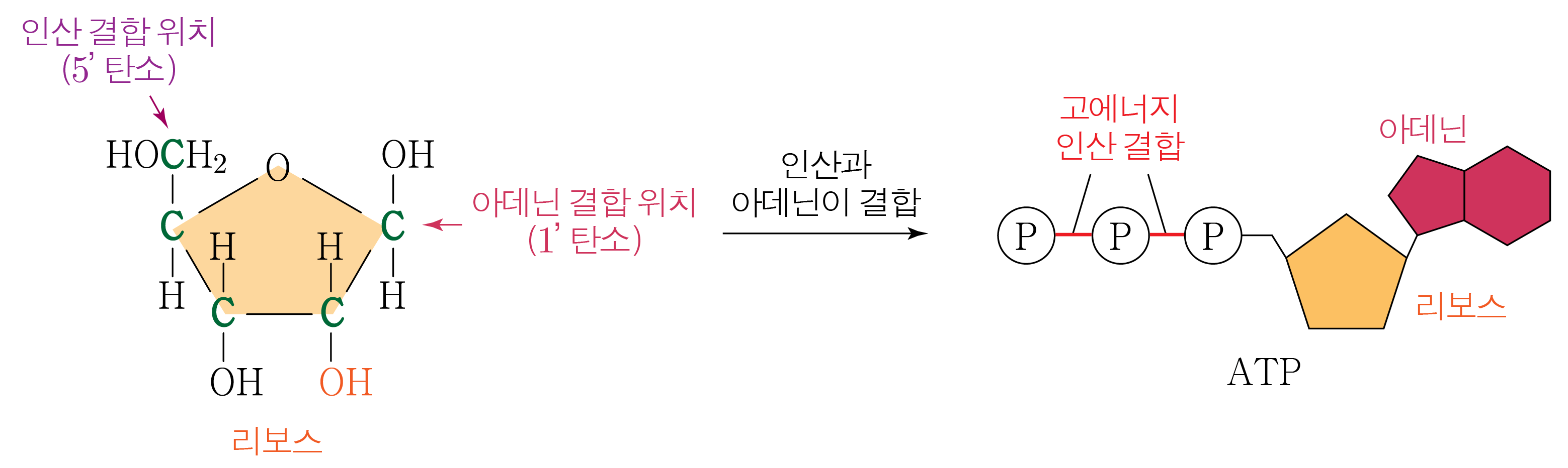 리보스의 탄소 번호별 결합 위치와 ATP의 구조 및 고에너지 인산 결합 모식도