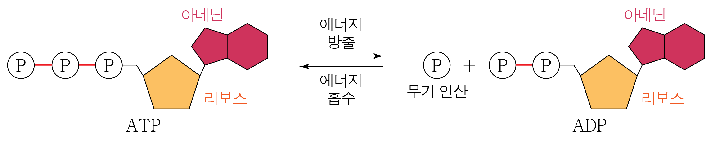 ATP와 ADP의 전환 및 에너지 출입 모식도