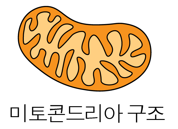 미토콘드리아의 이중막 구조와 크리스테를 나타낸 모식도