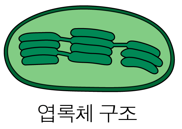 엽록체의 이중막, 그라나, 스트로마 구조를 나타낸 모식도