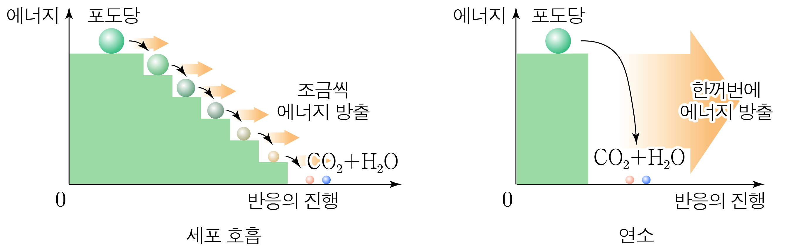 박테리오파지와 담배 모자이크 바이러스의 구조 비교도