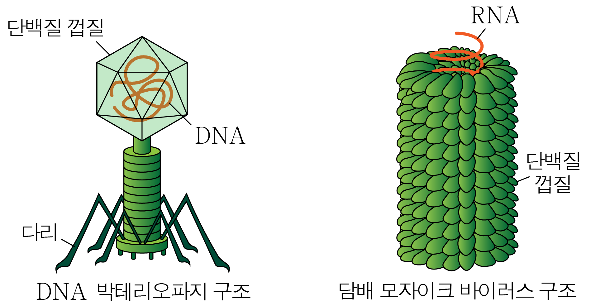 박테리오파지(왼쪽)와 담배 모자이크 바이러스(오른쪽) 구조 그림