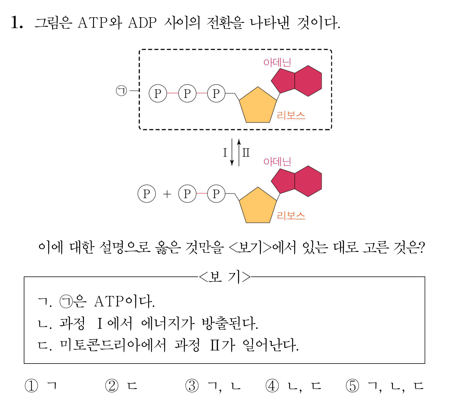ATP와 ADP의 상호 전환 과정을 나타낸 모식도와 생물학적 특징을 묻는 문제