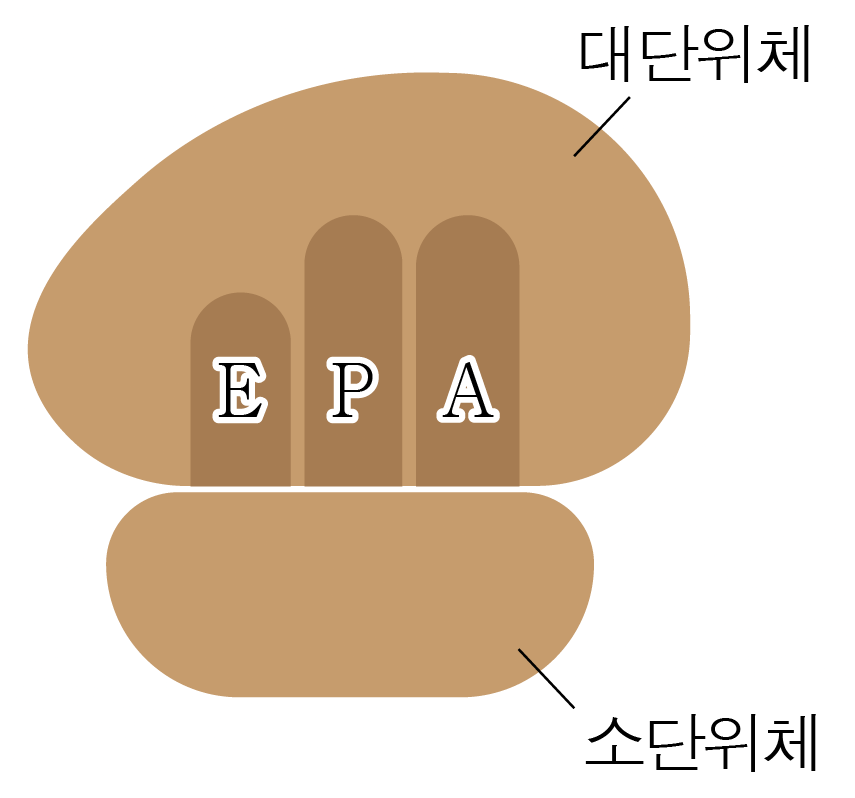 대단위체와 소단위체가 결합한 구조 및 E, P, A 위치