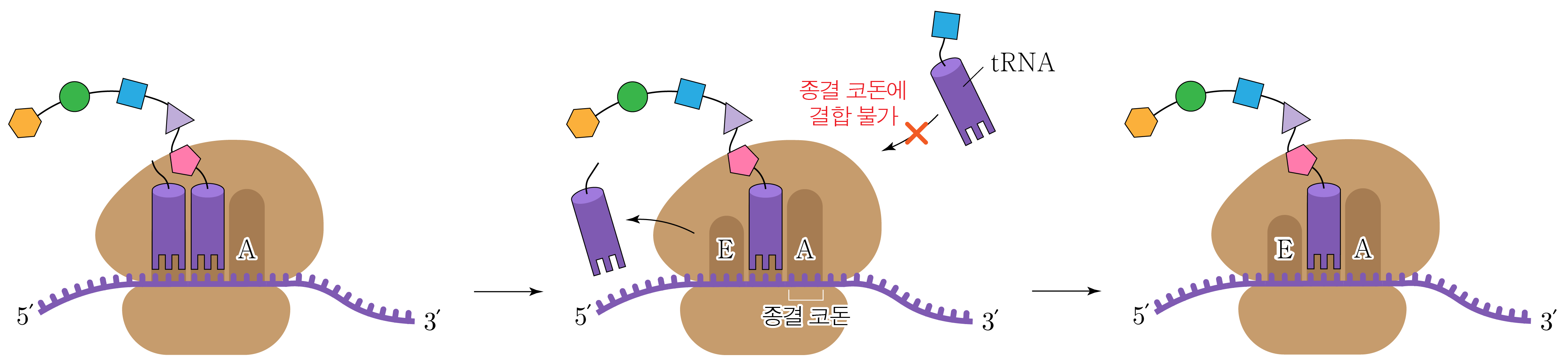 리보솜의 tRNA 결합 부위와 번역 과정 모식도