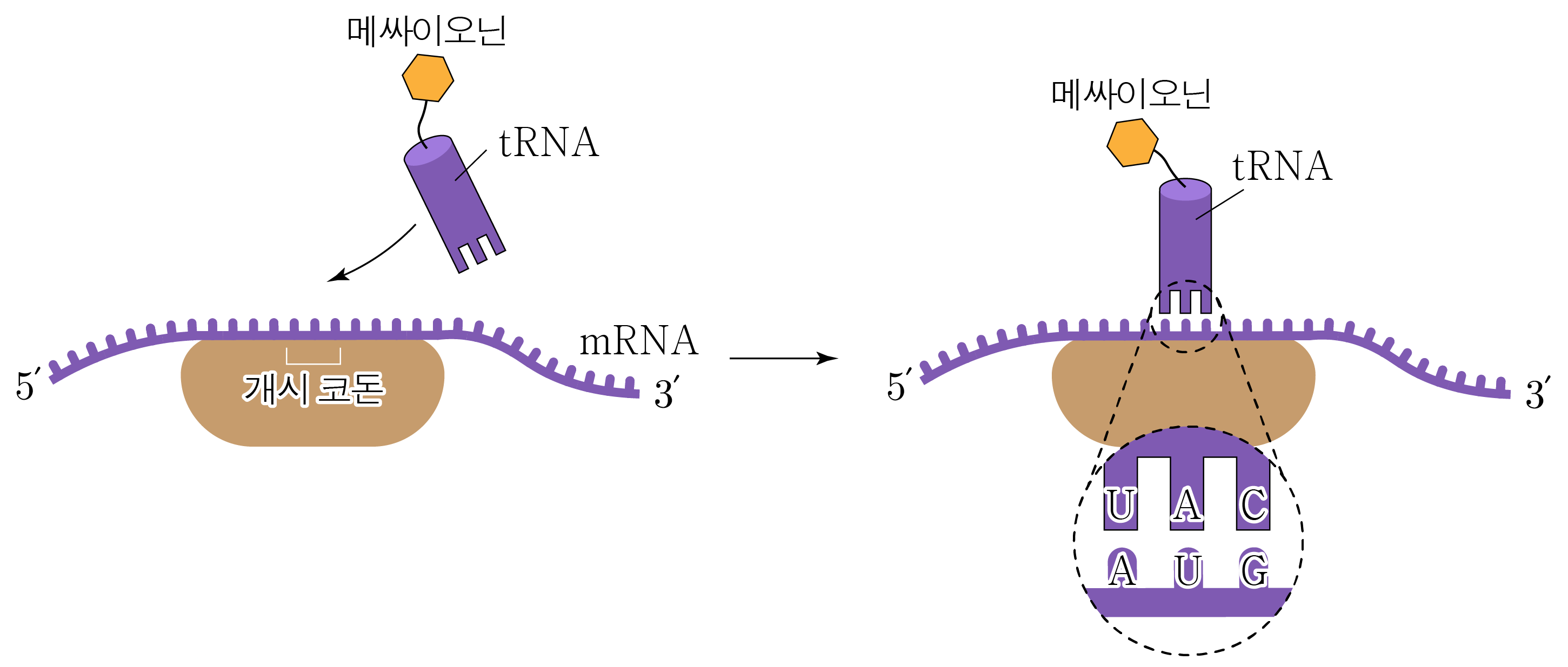 개시 코돈 AUG와 메싸이오닌을 운반하는 tRNA의 번역 과정