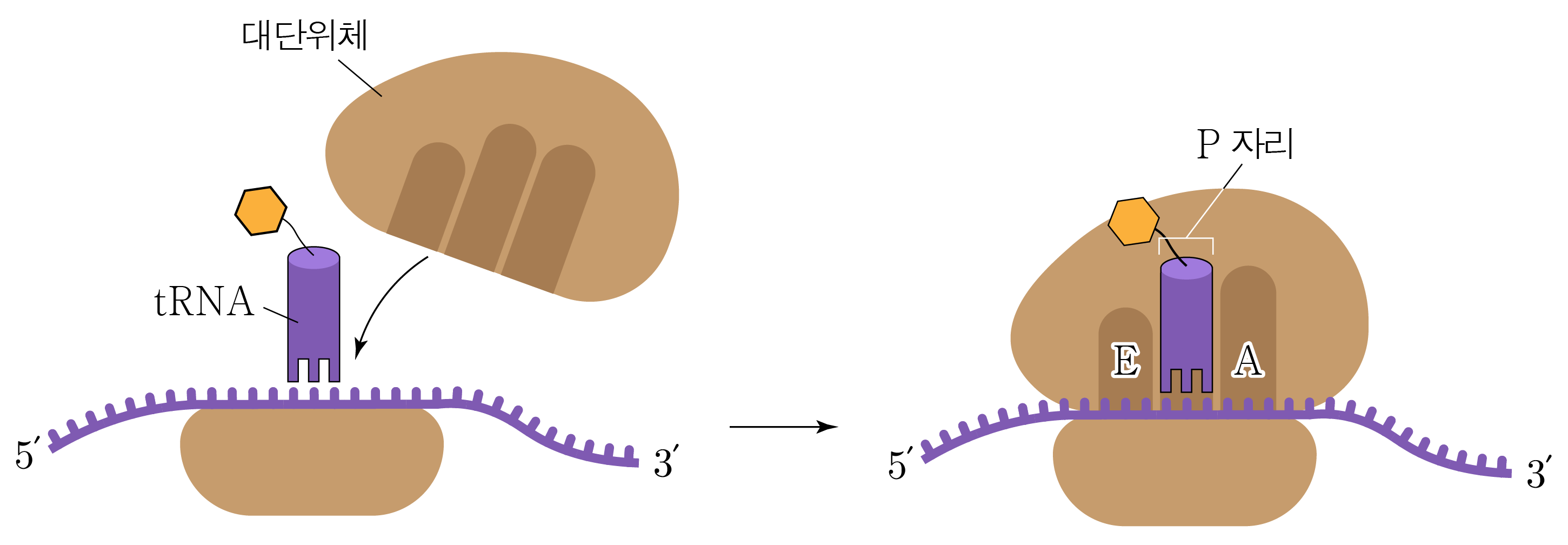 mRNA 위 리보솜에서 tRNA가 결합하고 이동하는 번역 과정 그림