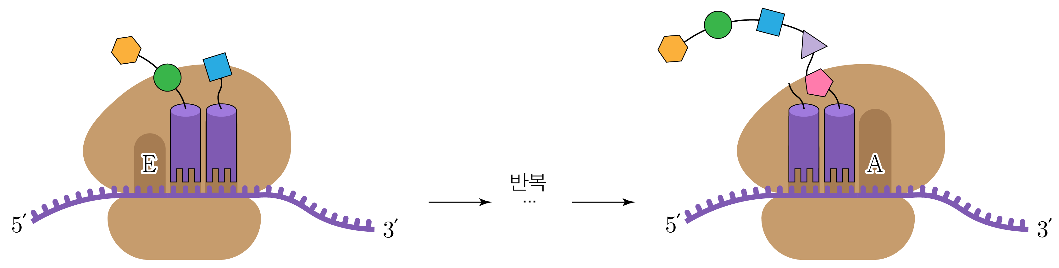 번역 과정에서 리보솜과 운반 RNA의 변화를 나타낸 두 단계 그림
