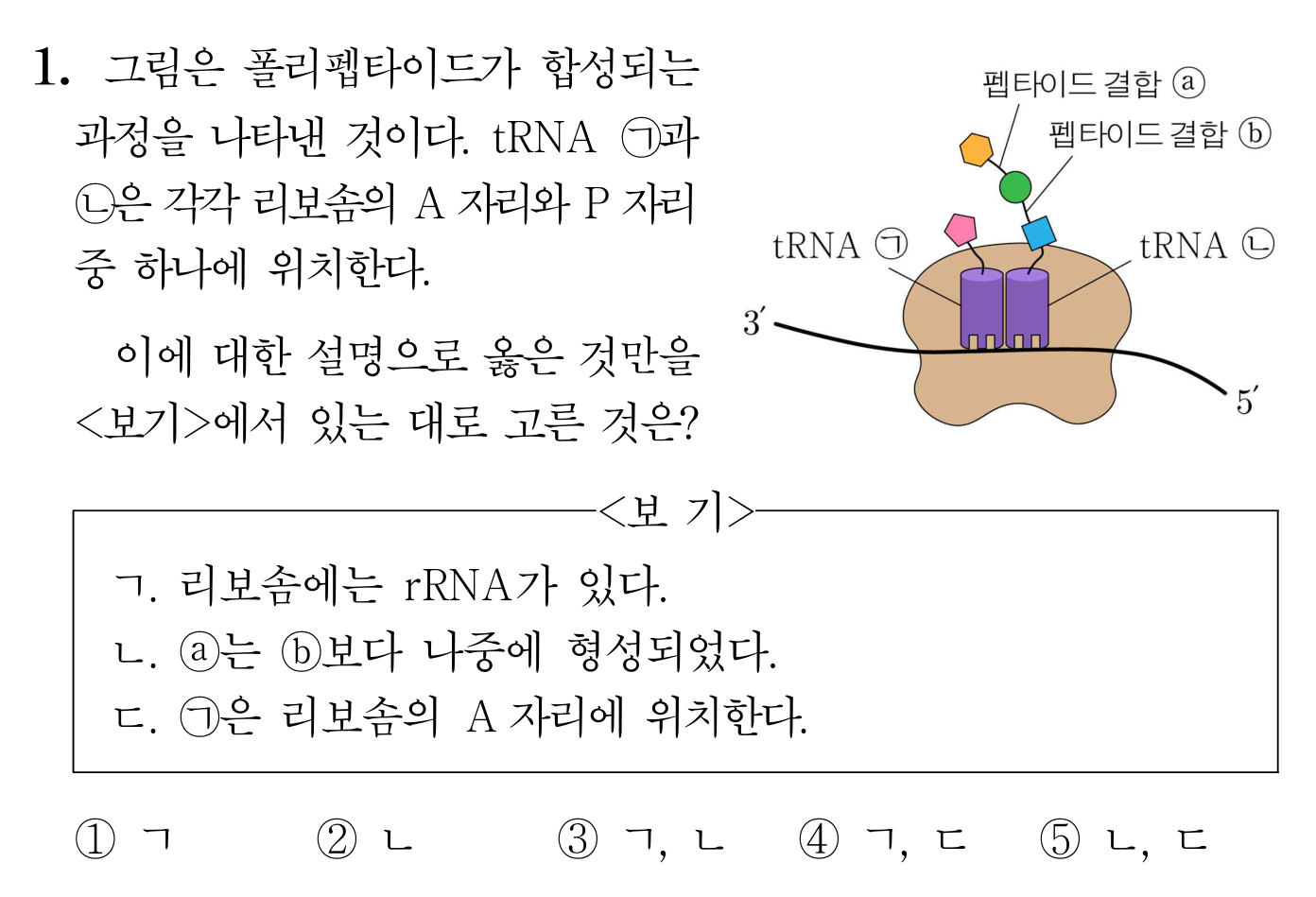 리보솜에서 폴리펩타이드가 합성되는 번역 과정과 보기 문항