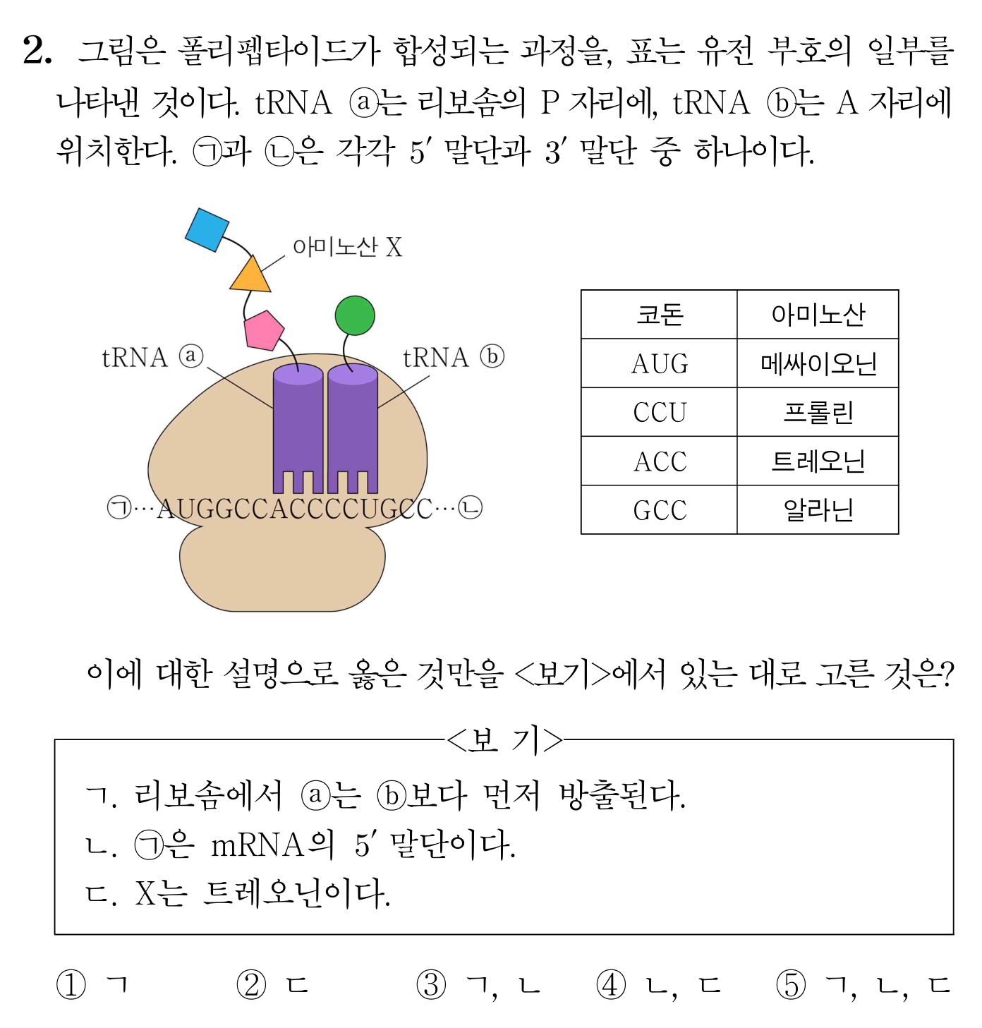 폴리펩타이드 합성 과정과 코돈·아미노산 표를 제시한 번역 과정 문항