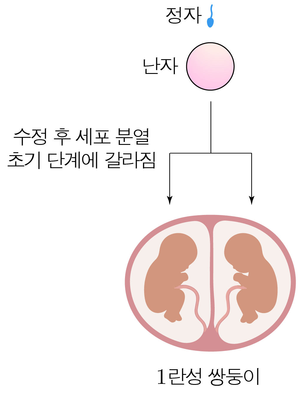 정자와 난자의 수정 후 세포 분열 및 일란성 쌍둥이 형성 과정