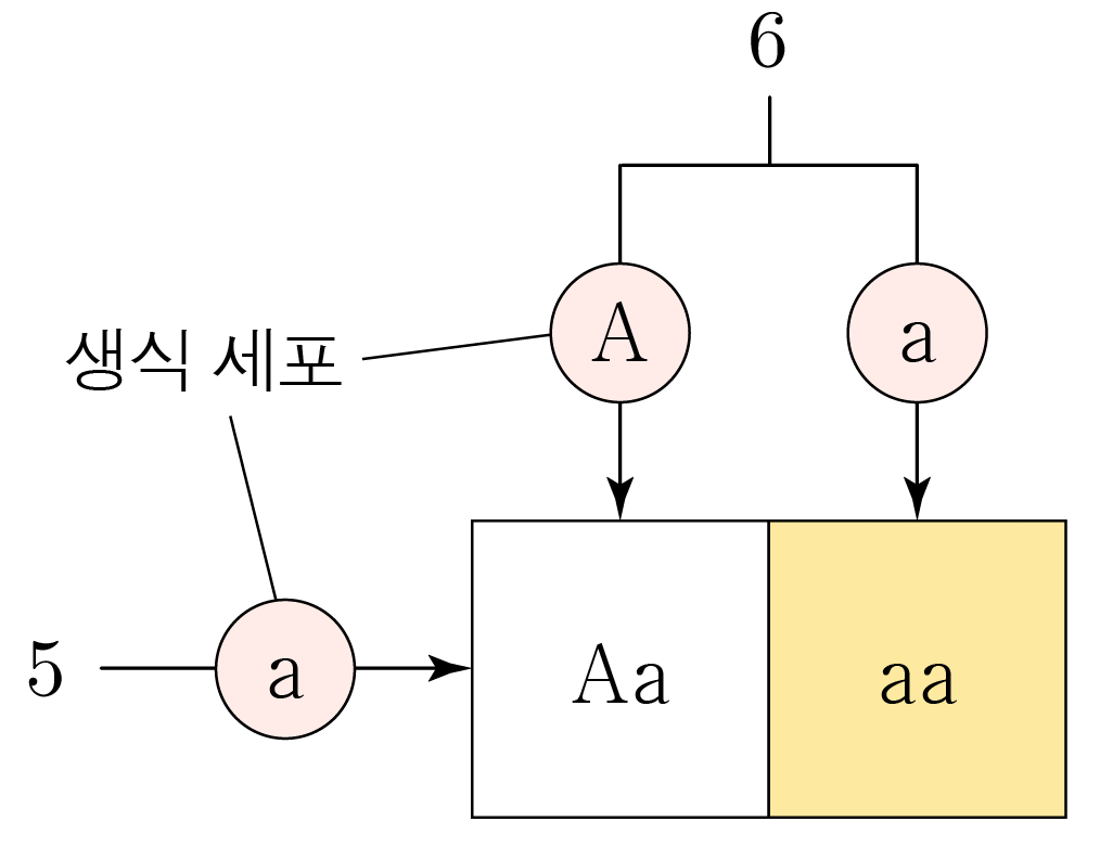 생식 세포의 대립유전자 A와 a 조합을 나타낸 유전 교배도