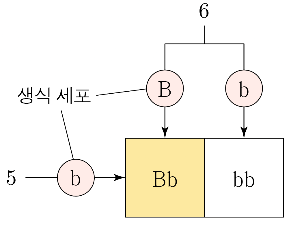 생식 세포 B와 b의 결합으로 나타낸 유전자형 조합 Bb와 bb