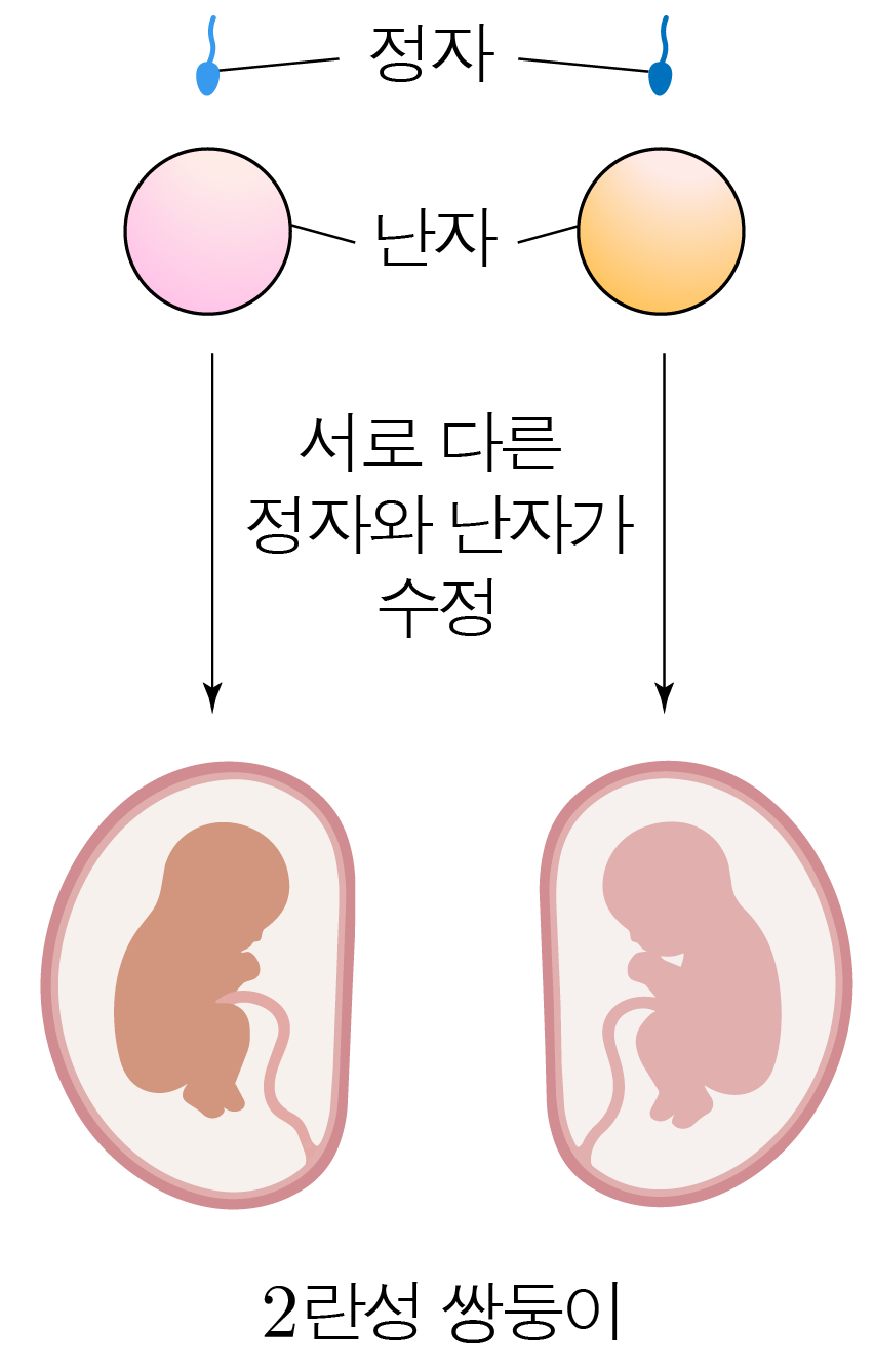 서로 다른 정자와 난자의 수정으로 형성된 2란성 쌍둥이 그림