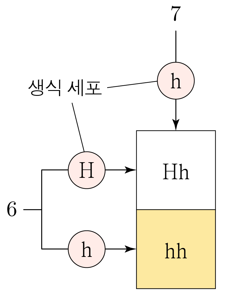 생식 세포의 대립유전자 h와 H 조합으로 유전자형을 나타낸 도식