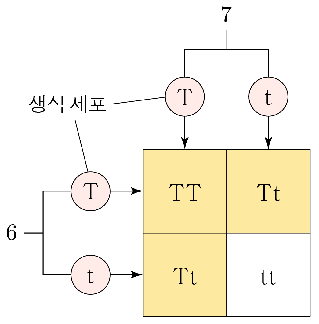 생식 세포 T와 t의 조합을 나타낸 유전 사각형