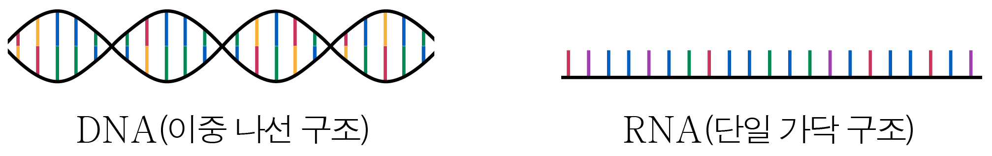 DNA 이중 나선 구조와 RNA 단일 가닥 구조 비교 그림