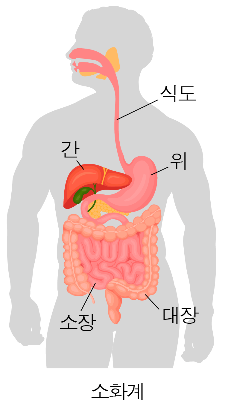 사람 몸속 소화 기관과 식도·위·간·소장·대장 위치를 나타낸 그림