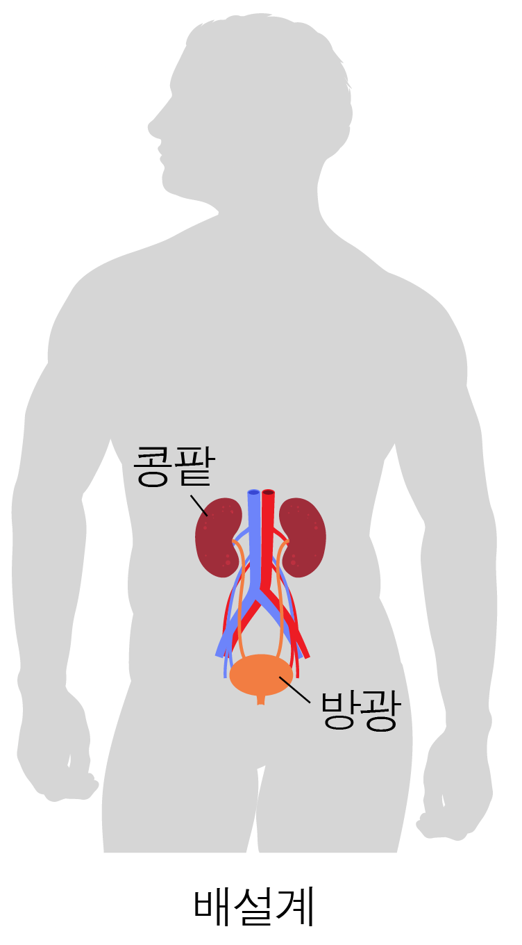 사람 몸통 속 콩팥과 방광이 표시된 배설계 그림