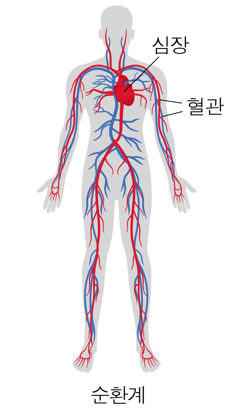 심장과 전신 혈관이 표시된 사람의 순환계 그림