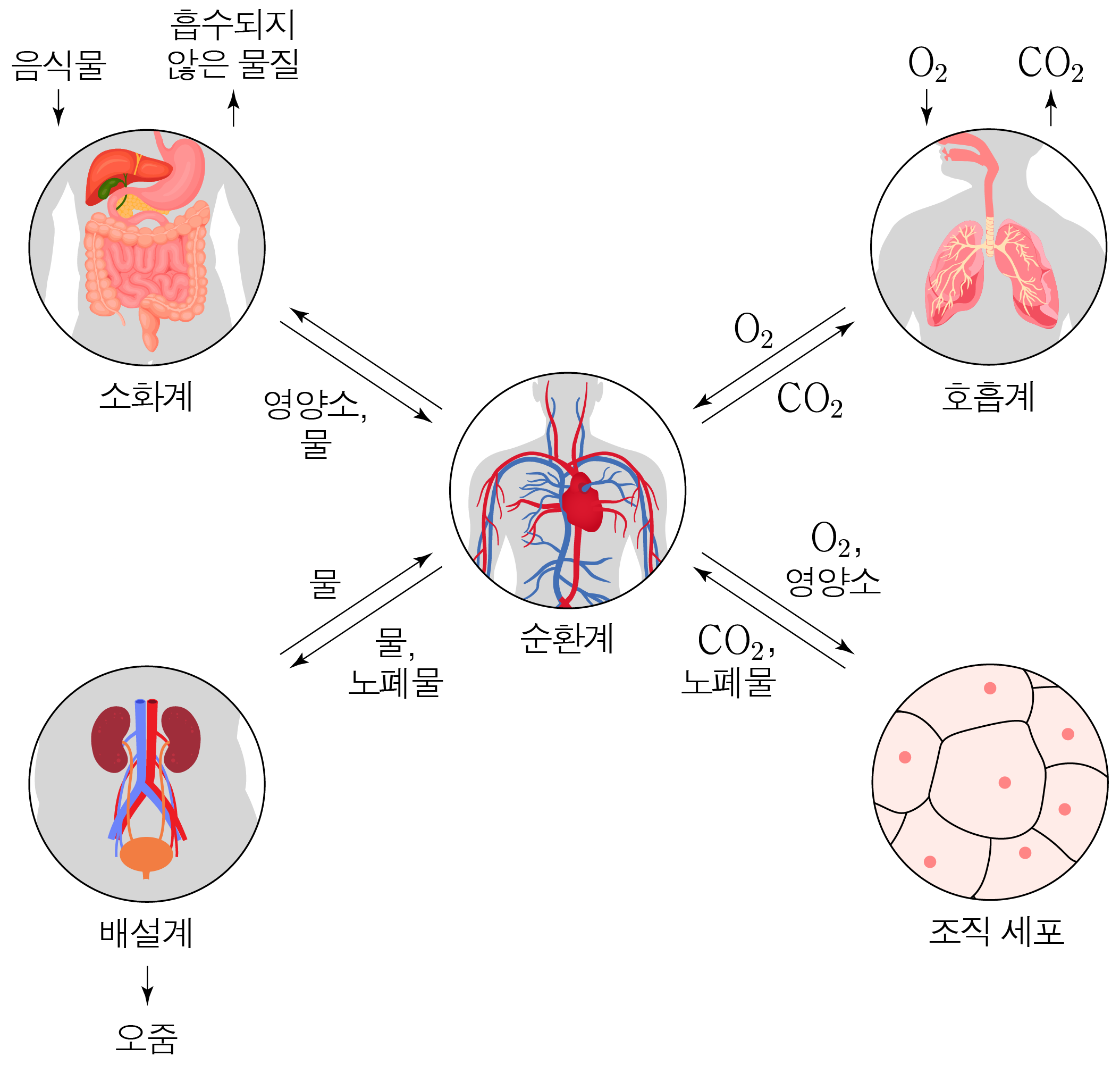 소화계·호흡계·순환계·배설계·조직 세포의 물질 이동 도식