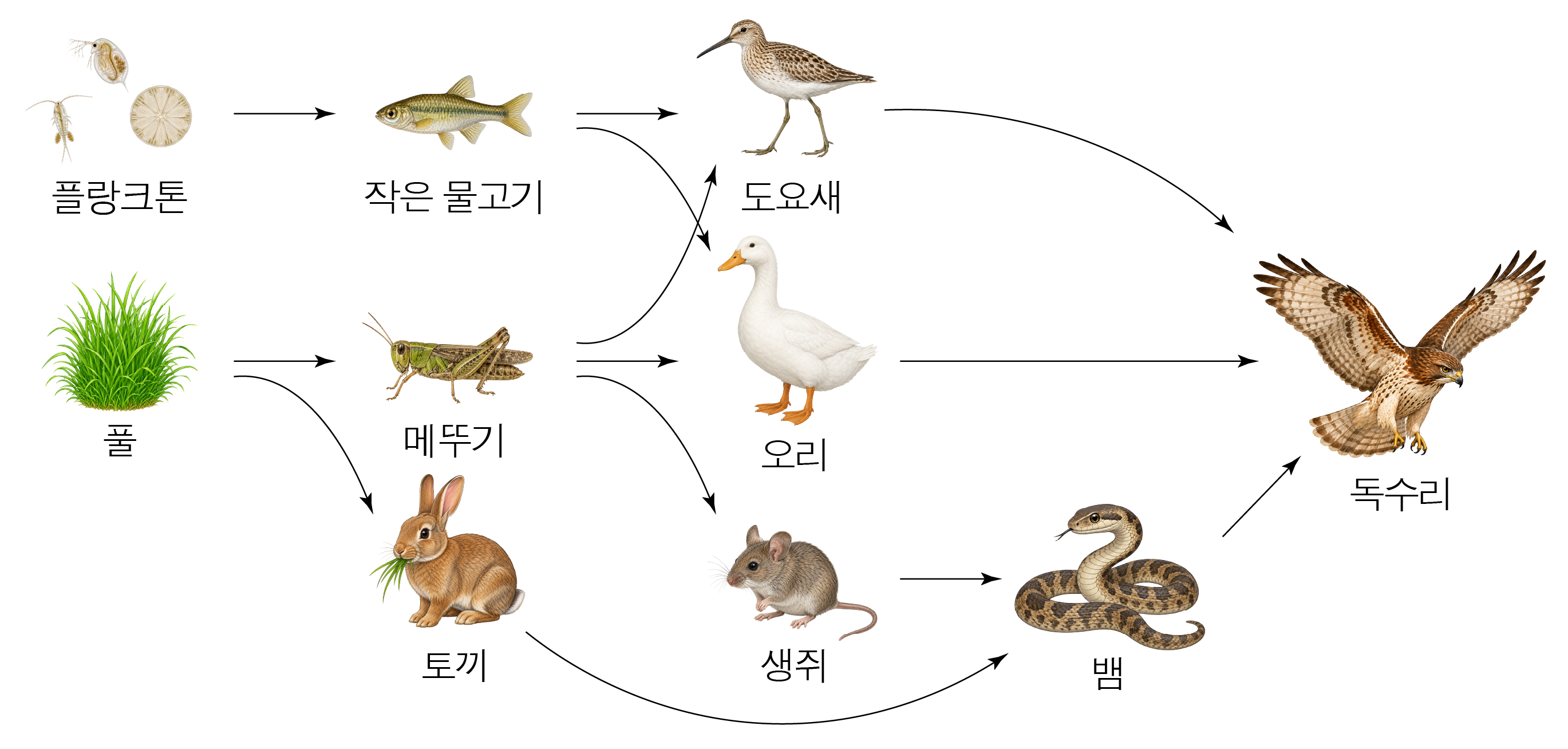 풀과 여러 동물 사이의 먹이 관계를 화살표로 나타낸 생태계 먹이 그물