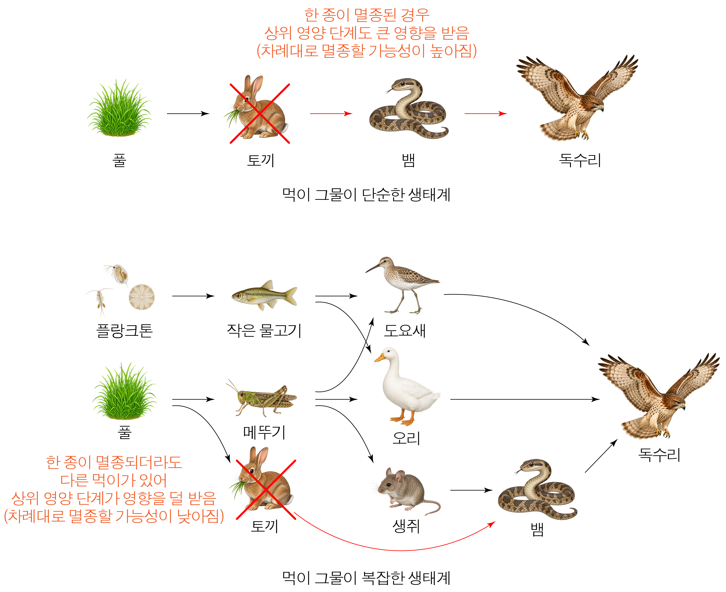 단순한 생태계와 복잡한 생태계의 먹이 그물 비교 그림