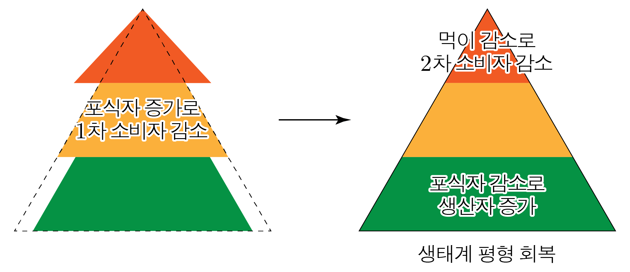 포식자와 소비자 변화에 따른 생태계 평형 회복 과정 도식