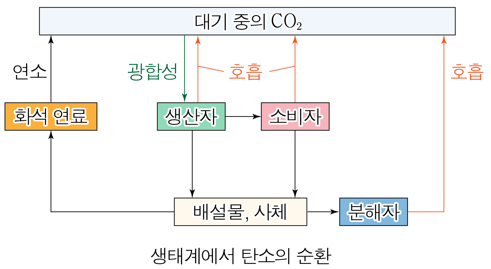 생태계에서 생산자·소비자·분해자의 탄소 순환 모식도